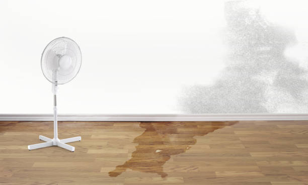 Best Professional water damage repair  in Wtell, LA