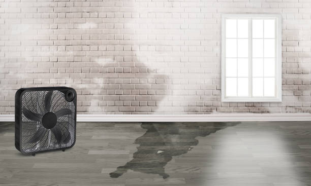 Best Basement water damage restoration  in Wtell, LA