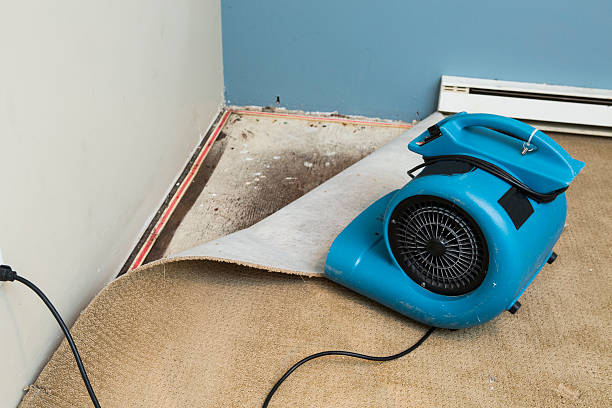 Best Mold removal after water damage  in Wtell, LA